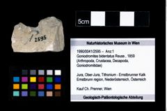 Foto (Objekt + Etikett) von Goniodromites bidentatus (Reuss, 1859)  (NHMW-GEO-1990-0041-2595)